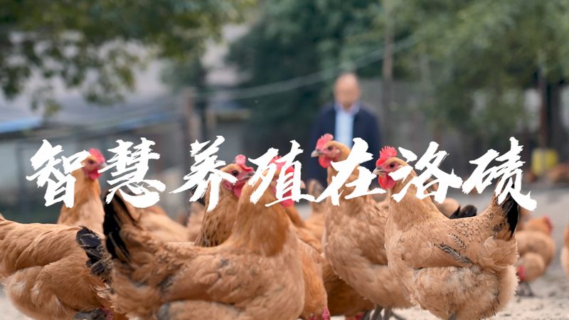 PCR检测流程揭秘：从样本处理到结果分析的关键步骤