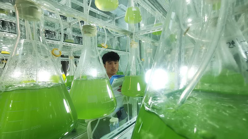 CDMO商业化生产服务：揭秘药物研发的“幕后英雄